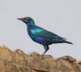 /album/photogallery/bronze-tailed-jpg/